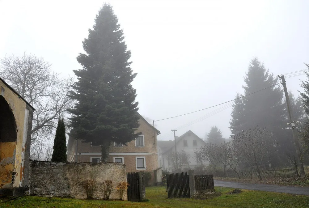Strom rostl před domem 40 let až do dnešního rána