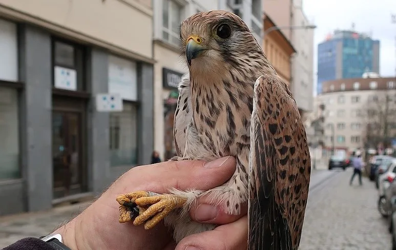 Poštolka zachráněná z jednoho vnitrobloku v centru Plzně