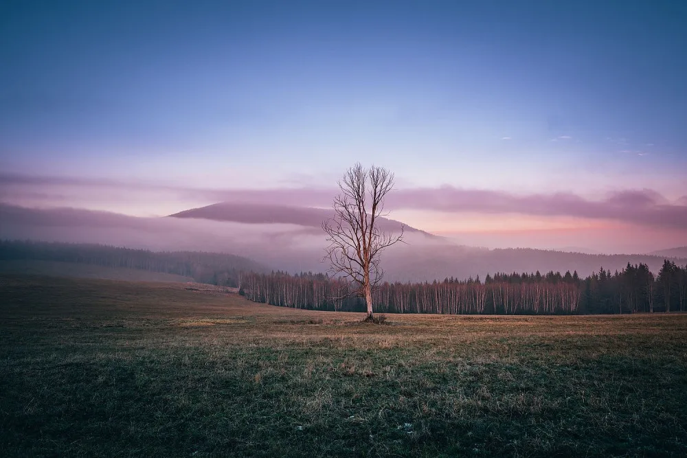 Strom inspiroval stovky tisíce fotografů