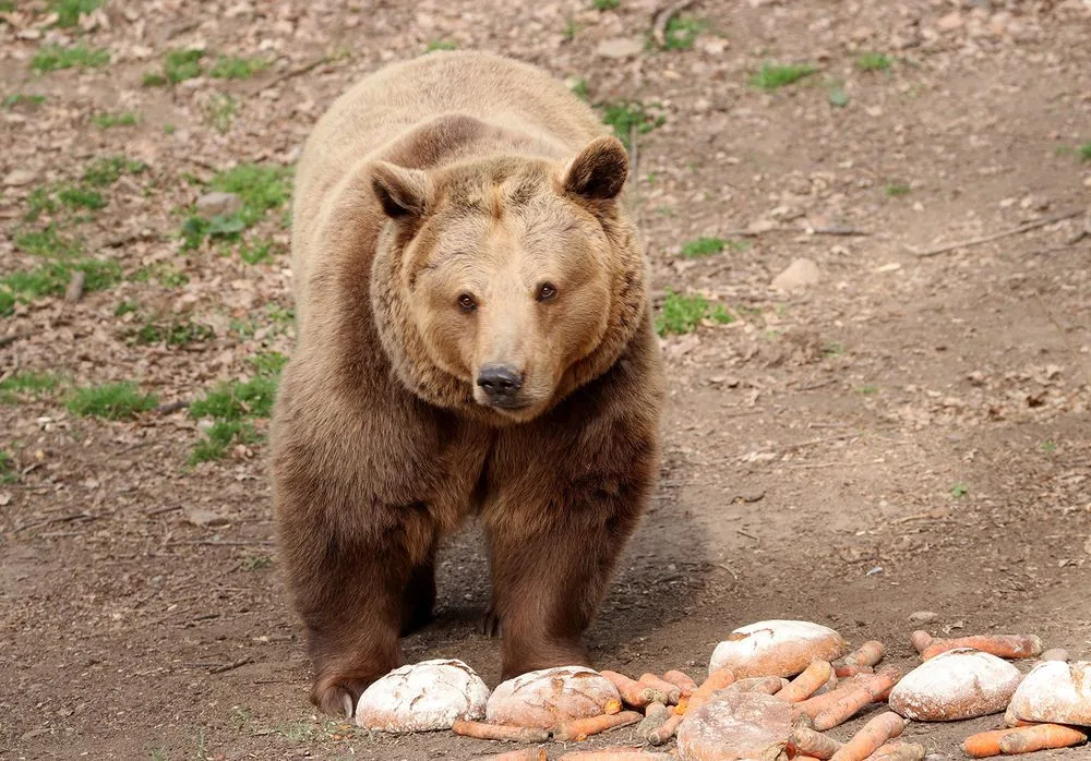 Zvířata i rostliny v ZOO Plzeň ohrožuje voda obsahující nežádoucí látky, pomoci by mohlo napojení na řeku Mži