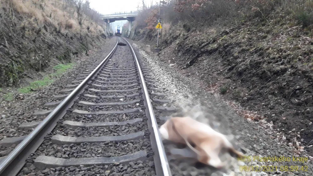 Spěšný vlak srazil ovci a kozu, provoz na trati mezi Plzní a Chebem stojí