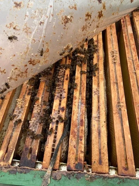 Včely dobře prospívají i v centru města, letos úly na střechách městských budov vydaly 90 kilo medu