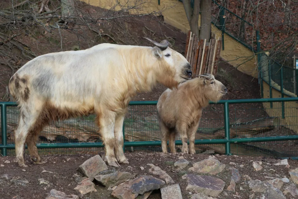 Zoologická zahrada si nadělila vánoční dárek v podobně vzácných takinů čínských
