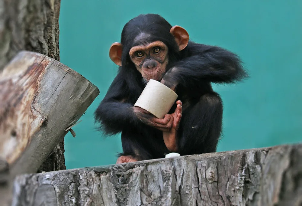 Klenot plzeňské zoo oslavil své druhé narozeniny v ústraní, šimpanzí slečnu Cailu teď návštěvníci nemohou vidět