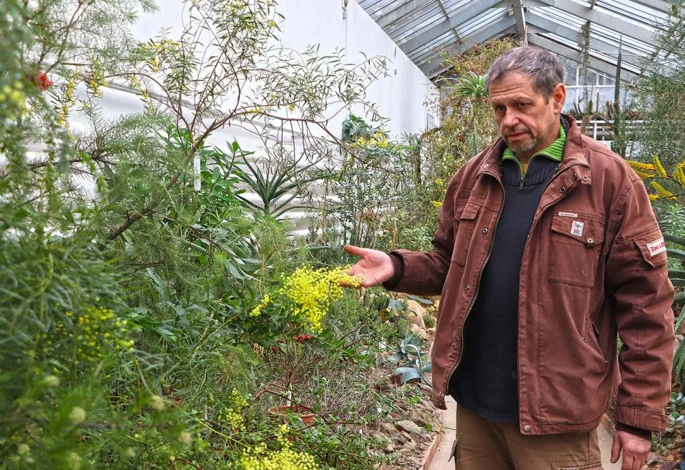 Náměstek plzeňské botanické zahrady Tomáš Peš zve návštěvníky do skleníku Svět sucha na kvetoucí rostliny z Austrálie, Chile či Nového Zélandu