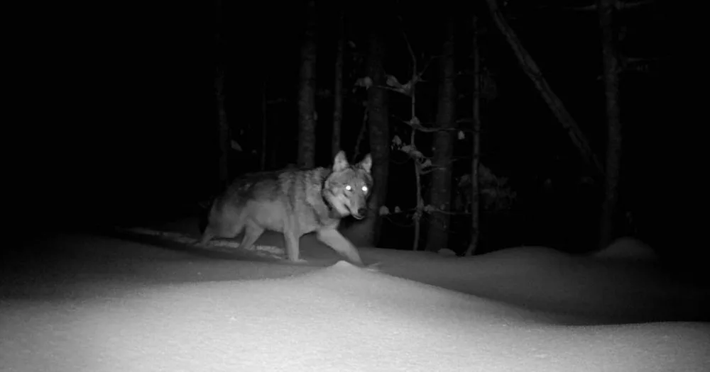 Jedna z obojkovaných vlčic zachycená fotopastí v Německu, foto: NP Bavorský les