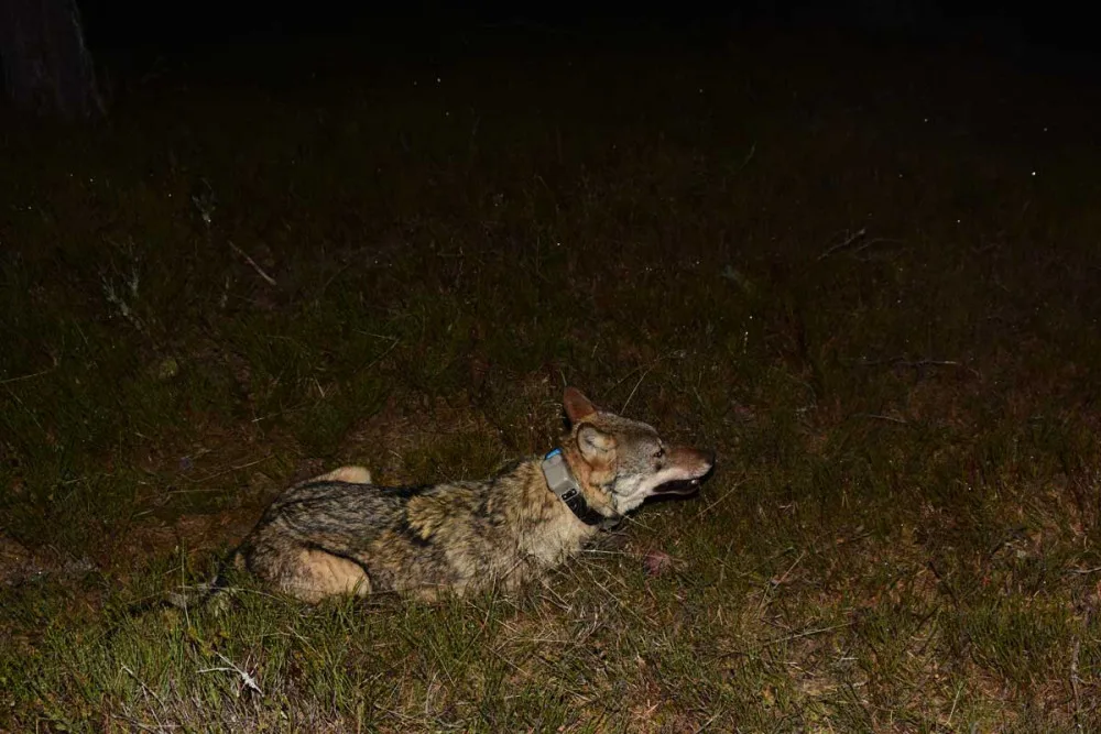 Obojkovaná vlčice krátce po probuzení z narkózy, foto: Aleš Vorel