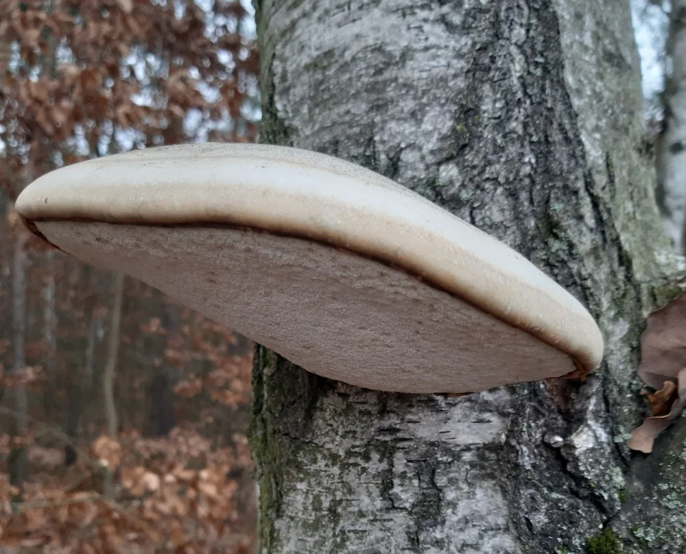 Úchvatný březovník obecný najdete v lese i teď v zimě, jeho velmi léčivé účinky znal i ledový pravěký muž  Ötzi