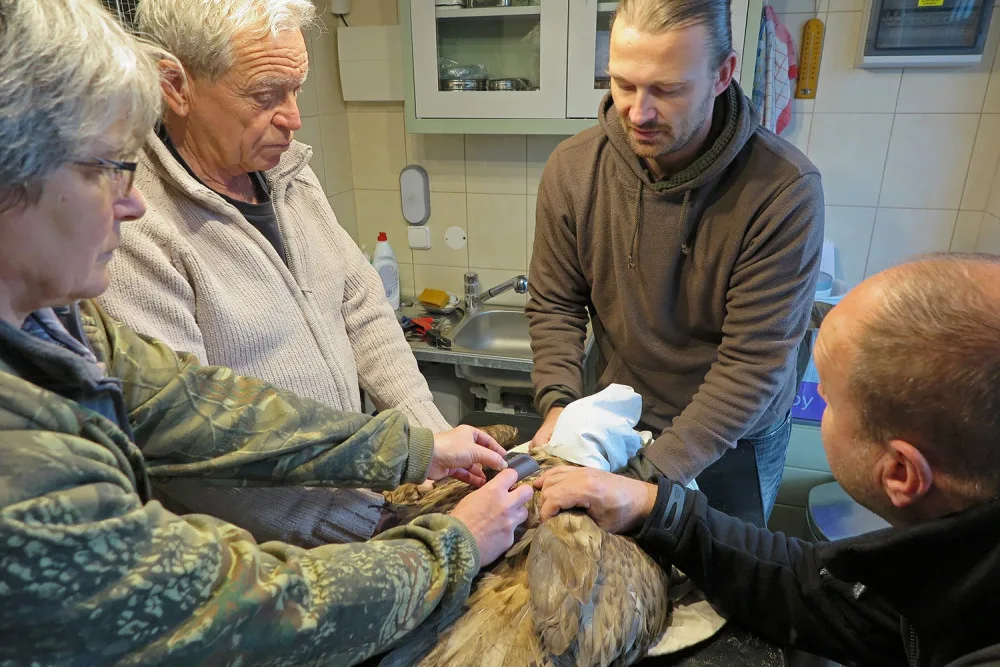 Slavný orel Pařátek zahynul v Polsku za záhadných okolností, ukradli mu i vysílačku na sledování polohy
