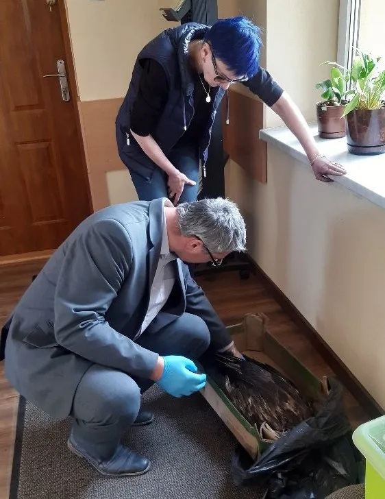 Příprava uhynulého orla na cestu do Česka
