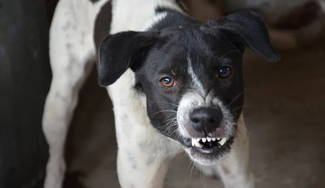 Veterináři varují: Psi neznámého původu z Ukrajiny mohou do ČR zavléct vzteklinu