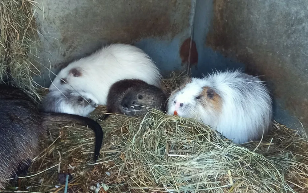 Až po příchodu nové krve se podařilo plzeňské zoo rozmnožit přeštické nutrie