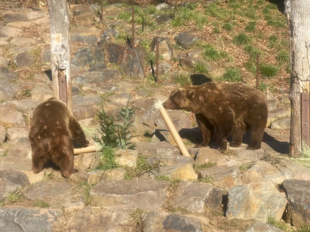 Po třech měsících zimního spánku se probudili v plzeňské zoo i slavní medvědi z filmových večerníčků