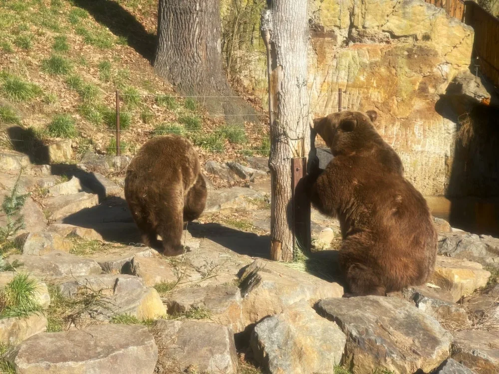 Po třech měsících zimního spánku se probudili v plzeňské zoo i slavní medvědi z filmových večerníčků
