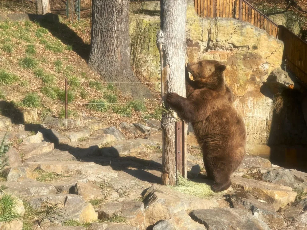 Po třech měsících zimního spánku se probudili v plzeňské zoo i slavní medvědi z filmových večerníčků