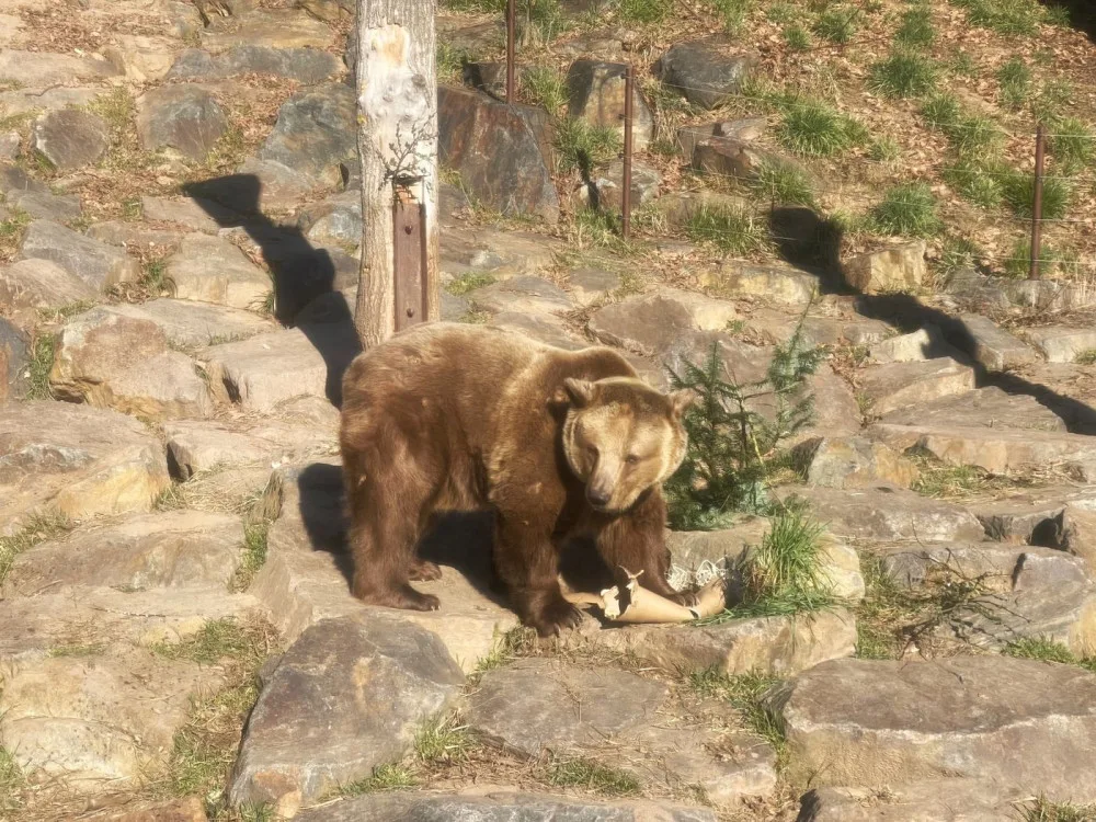 Po třech měsících zimního spánku se probudili v plzeňské zoo i slavní medvědi z filmových večerníčků