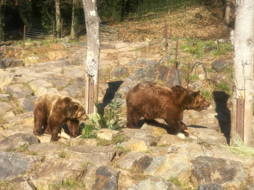 Po třech měsících zimního spánku se probudili v plzeňské zoo i slavní medvědi z filmových večerníčků