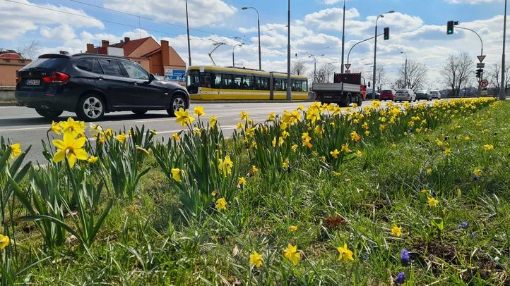 Západočeská metropole s příchodem jara rozkvetla tisícovkami květů