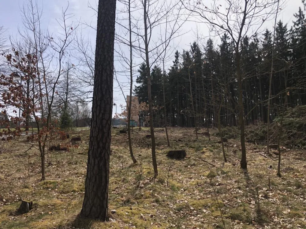 Pět set nových listnatých a jehličnatých stromků omladí zdecimovaný park v Konstantinových Lázních