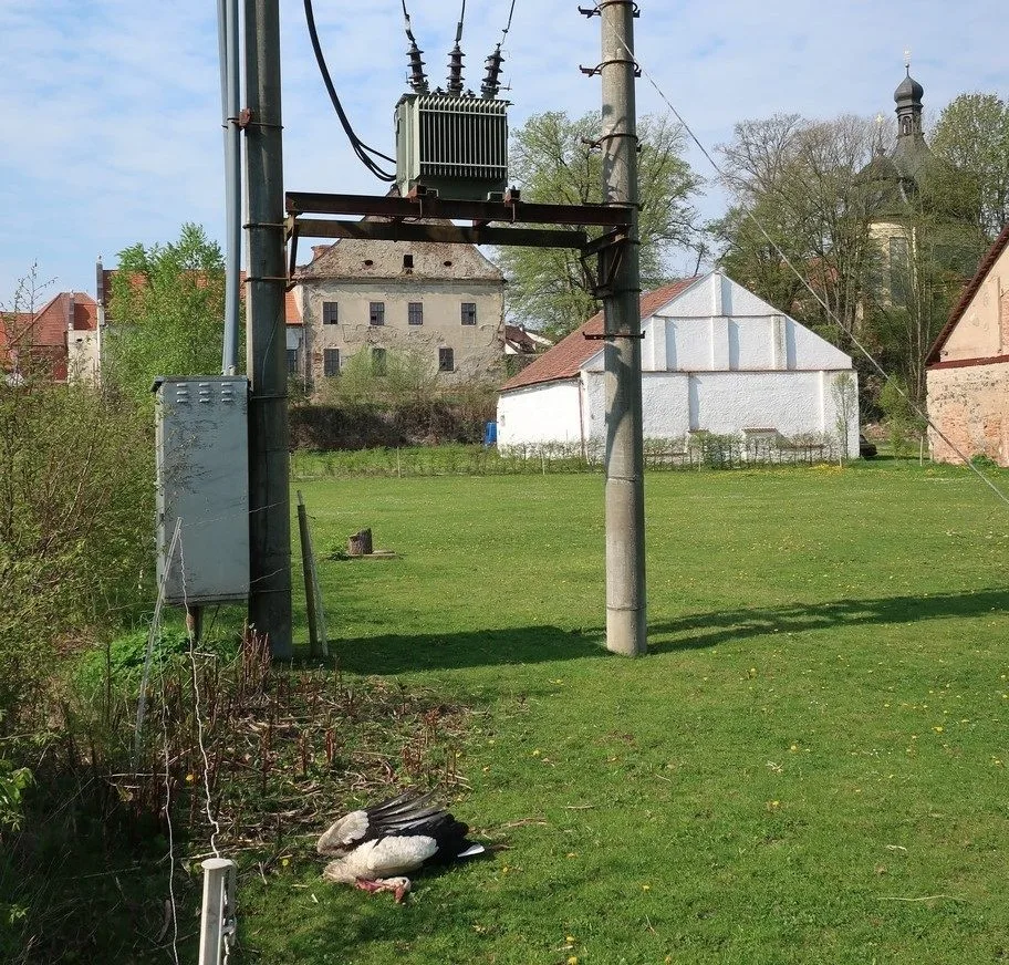 Čapího samce zabil elektrický proud. Bez něj nemá samice šanci mláďata uživit