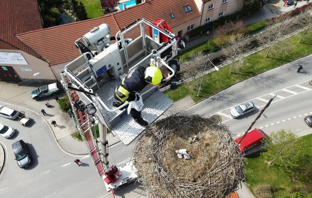 Šlo o minuty, dramatická záchrana tří čerstvě vylíhnutých čapích mláďat z hnízda od jejich ovdovělé matky