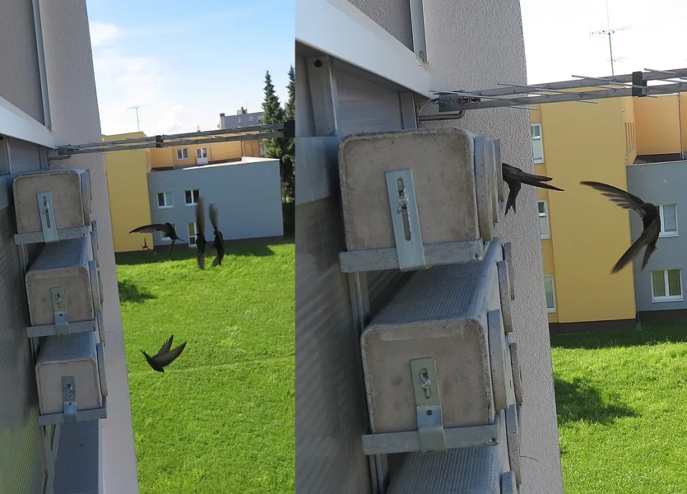 Několik rorýsů na umělých hnízdech umístěných na fasádách panelových domů v Plzni
