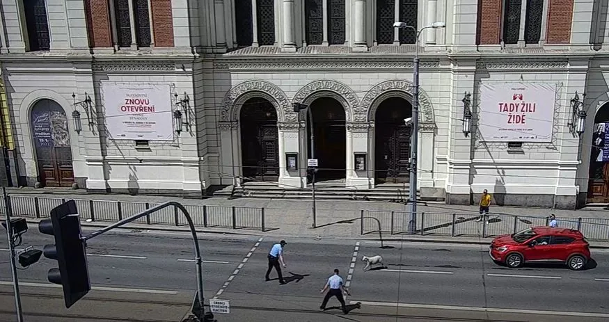 Zmatená ovce pobíhala po rušné komunikaci v centru Plzně, pronásledovali ji strážníci městské policie