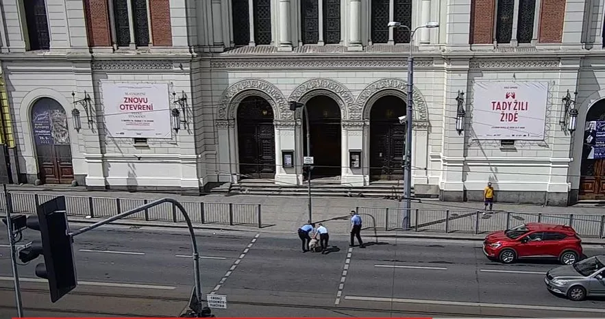 Zmatená ovce pobíhala po rušné komunikaci v centru Plzně, pronásledovali ji strážníci městské policie