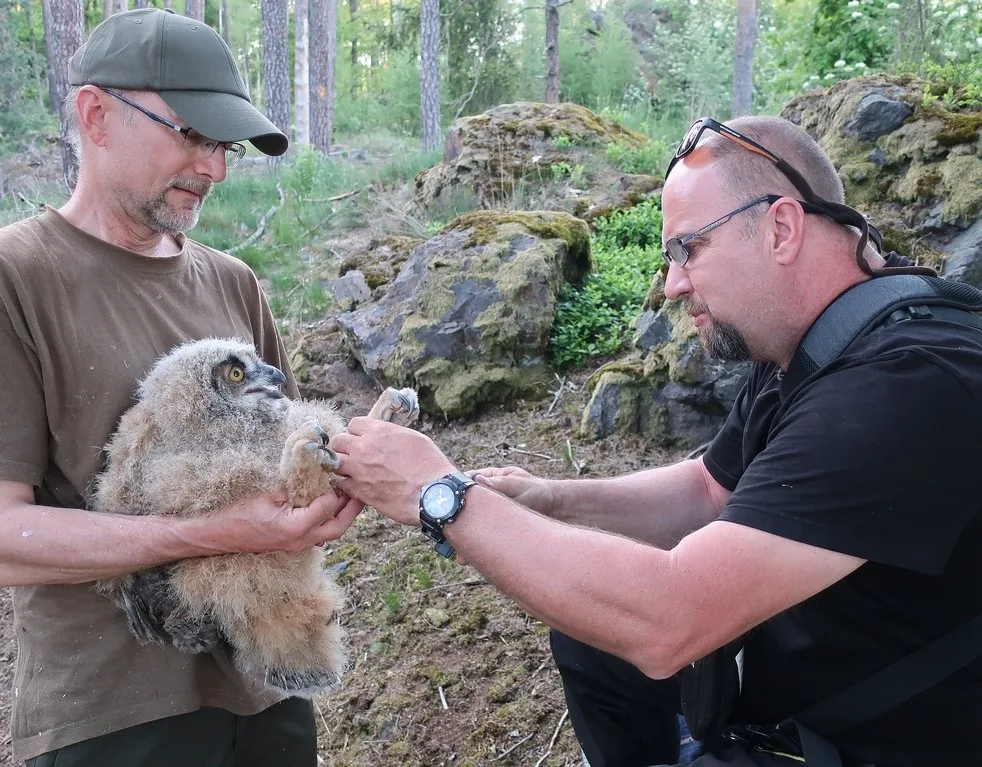 Počet mláďat výra velkého na hnízdech rok od roku bohužel klesá
