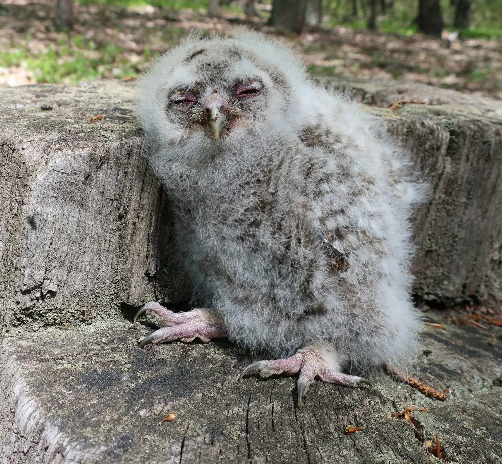 Počet mláďat výra velkého na hnízdech rok od roku bohužel klesá