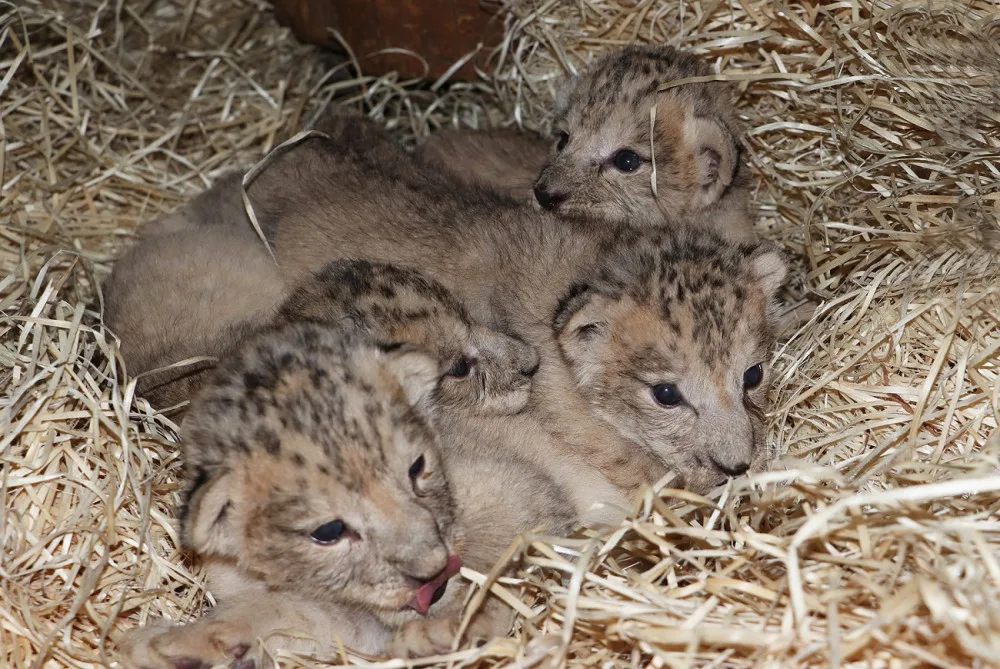 Zoologická zahrada se raduje ze lvích čtyřčat, návštěvníci je uvidí ve zmodernizovaném výběhu