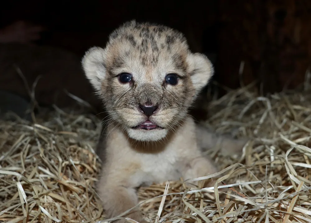Zoologická zahrada se raduje ze lvích čtyřčat, návštěvníci je uvidí ve zmodernizovaném výběhu