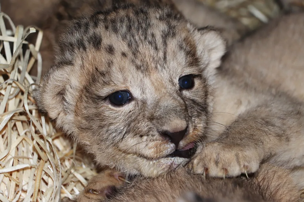 Zoologická zahrada se raduje ze lvích čtyřčat, návštěvníci je uvidí ve zmodernizovaném výběhu