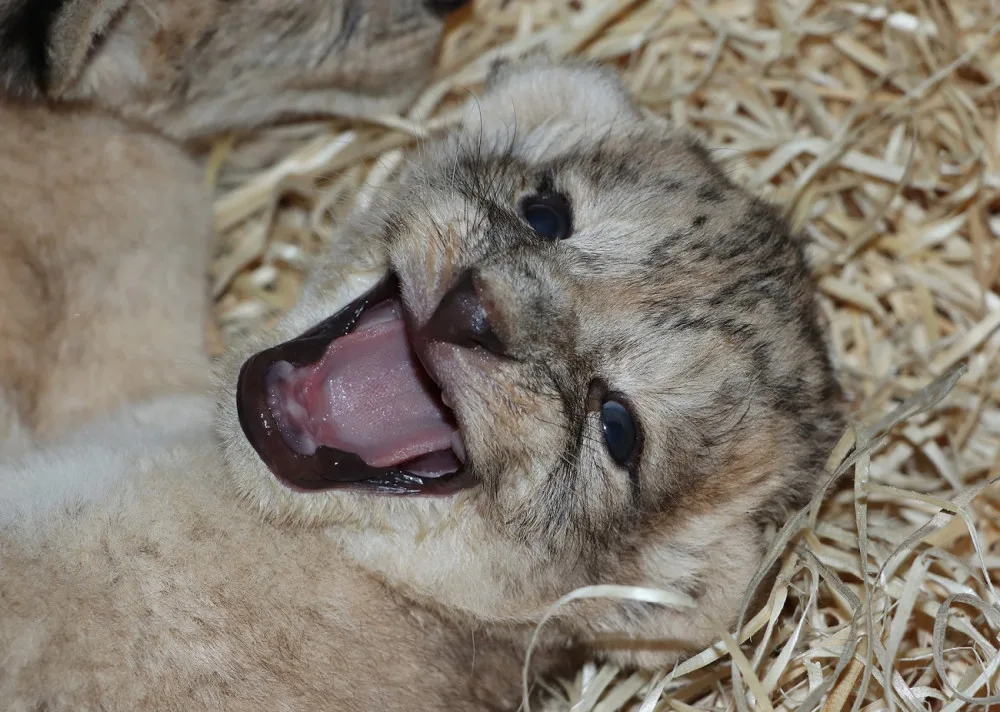 Zoologická zahrada se raduje ze lvích čtyřčat, návštěvníci je uvidí ve zmodernizovaném výběhu
