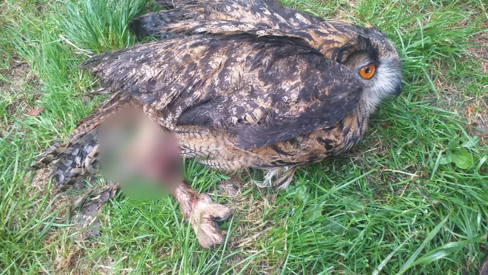 Samice výra se při lovu zaklínila v kmeni stromu, hasiči bojovali také o život mláďat puštíka