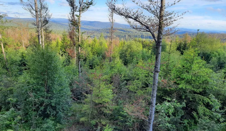 size3-16534772251659-2-narodni-park-bavorsky-les-se-zvetsuje-o-600-hektaru-profitovat-z-toho-budou-i-lide-rika-nemecky-mini