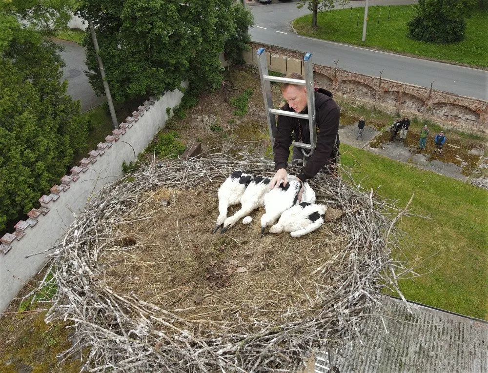 Do náhradních hnízd se podařilo úspěšně adoptovat tři osiřelá čapí mláďata