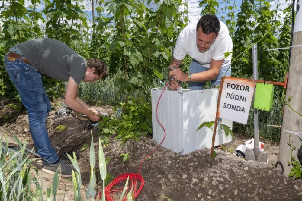 Plzeňský pivovar využívá chmelové EGK, zjistí tak reakci rostlin na počasí a klima