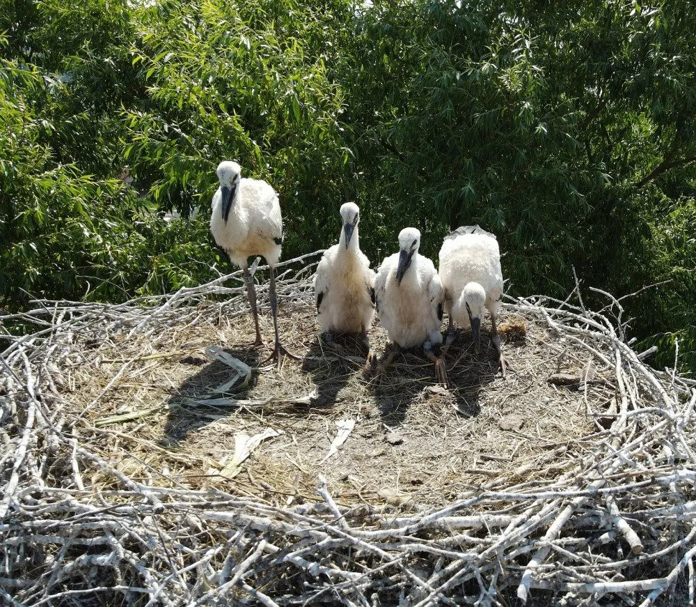 V hnízdě v Koutě na Šumavě vyrůstá jedno adoptivní mládě čápa (třetí zleva)