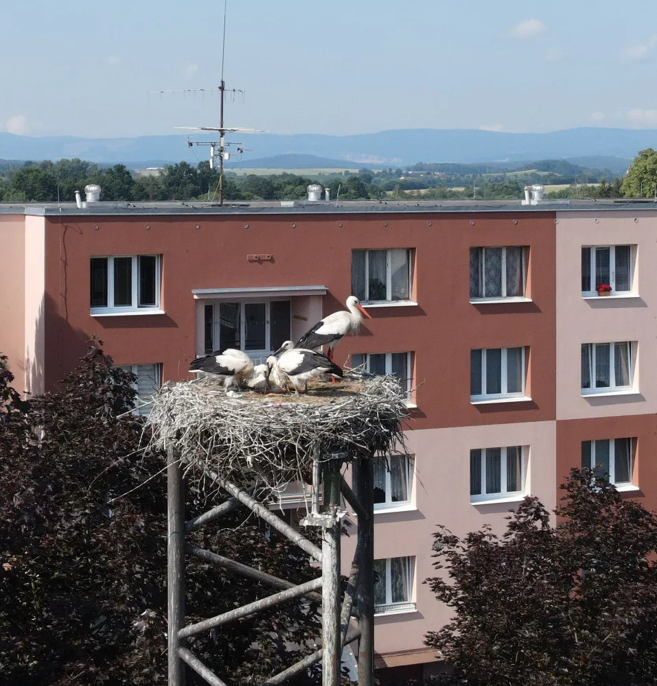 Do náhradních hnízd se záchranářům podařilo úspěšně adoptovat šest osiřelých čapích mláďat
