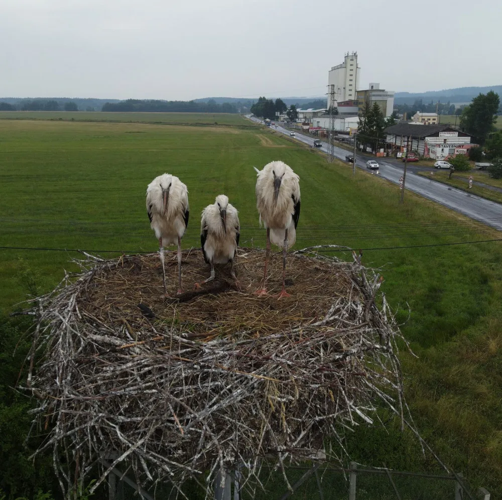 Hnízdo v Boru U Tachova. Adoptované mládě první zprava