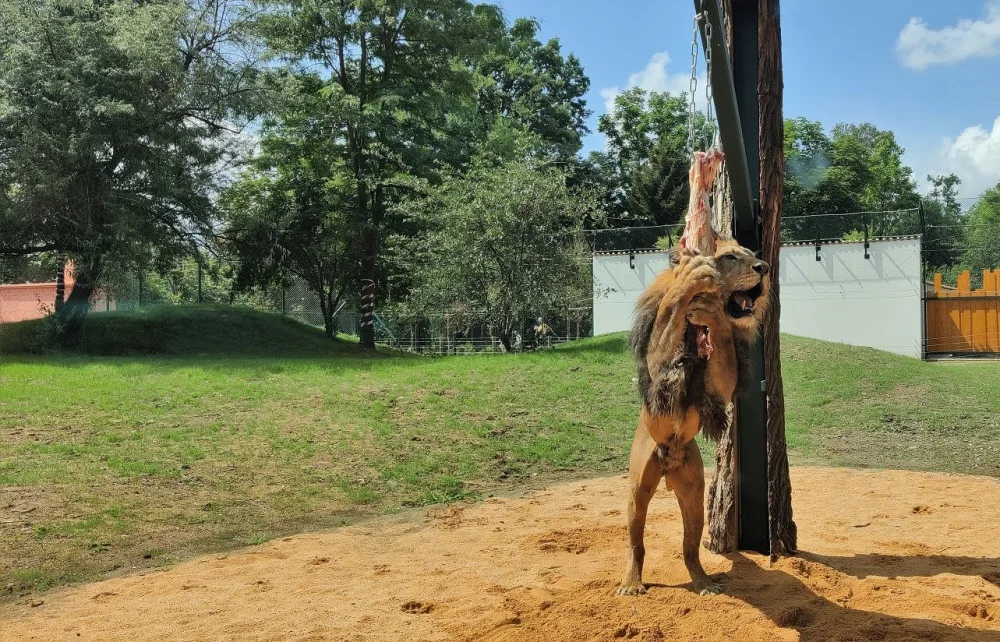Zoologická zahrada po 20 letech přebudovala výběh pro lvy berberské, mají více prostoru