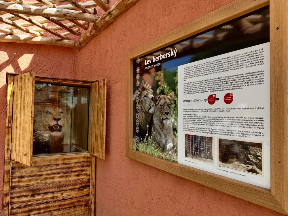Zoologická zahrada po 20 letech přebudovala výběh pro lvy berberské, mají více prostoru