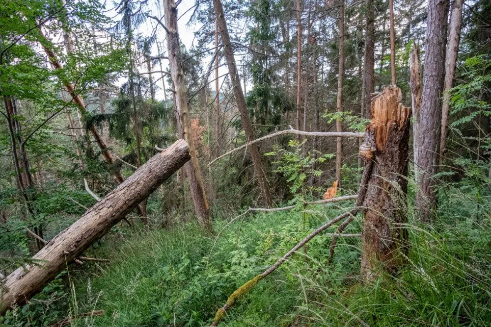 foto: Štěpán Rosenkranz