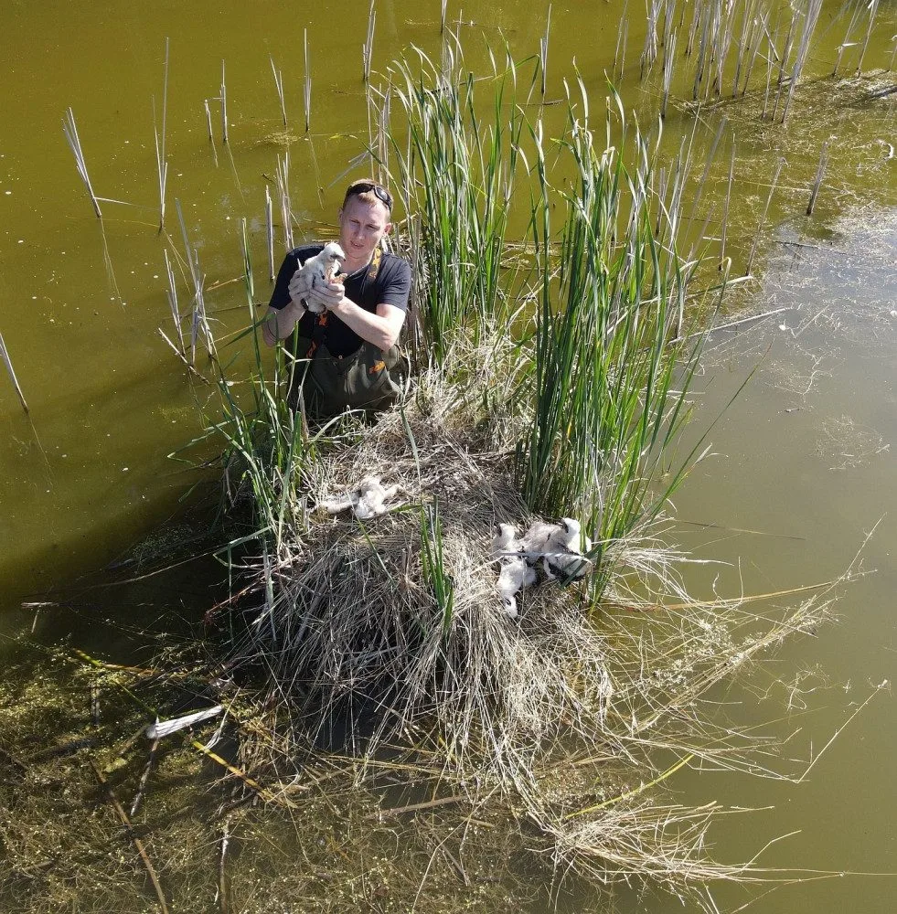 Mláďata dravců dostala kroužky