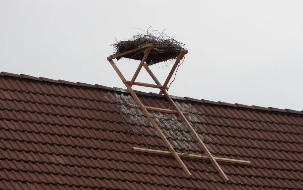 Čápi teď hnízdí na provizorním hnízdě