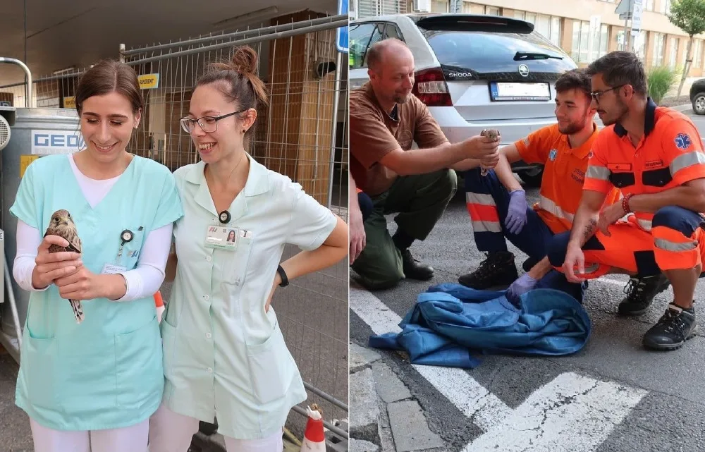 Když je potřeba, zachrání zdravotníci i životy dvou mláďat poštolky, která vypadla ze stejného hnízda