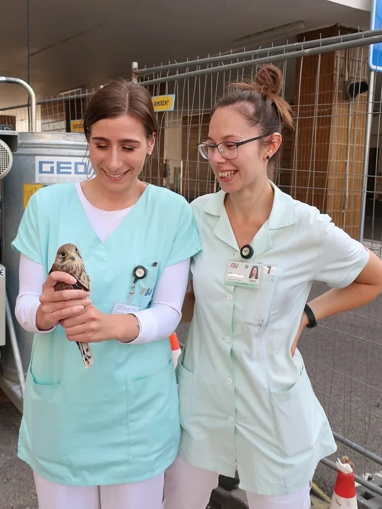 Když je potřeba, zachrání zdravotníci i životy dvou mláďat poštolky, která vypadla ze stejného hnízda