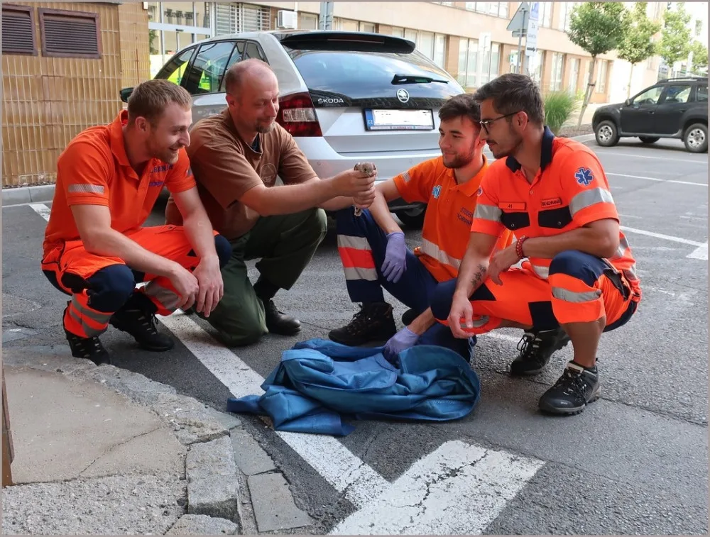 Když je potřeba, zachrání zdravotníci i životy dvou mláďat poštolky, která vypadla ze stejného hnízda