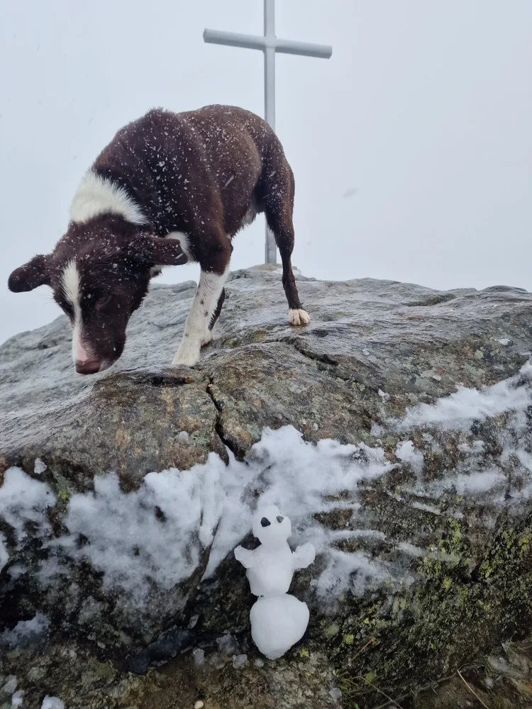 Šumava s Bavorským lesem zažila první sněžení, už v sobotu padal sníh na vrcholku Velkého Javoru